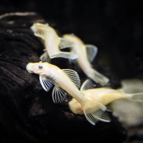 Ancistrus