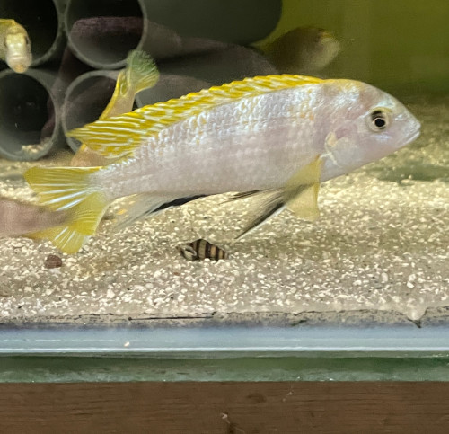 Labidochromis perlmutt